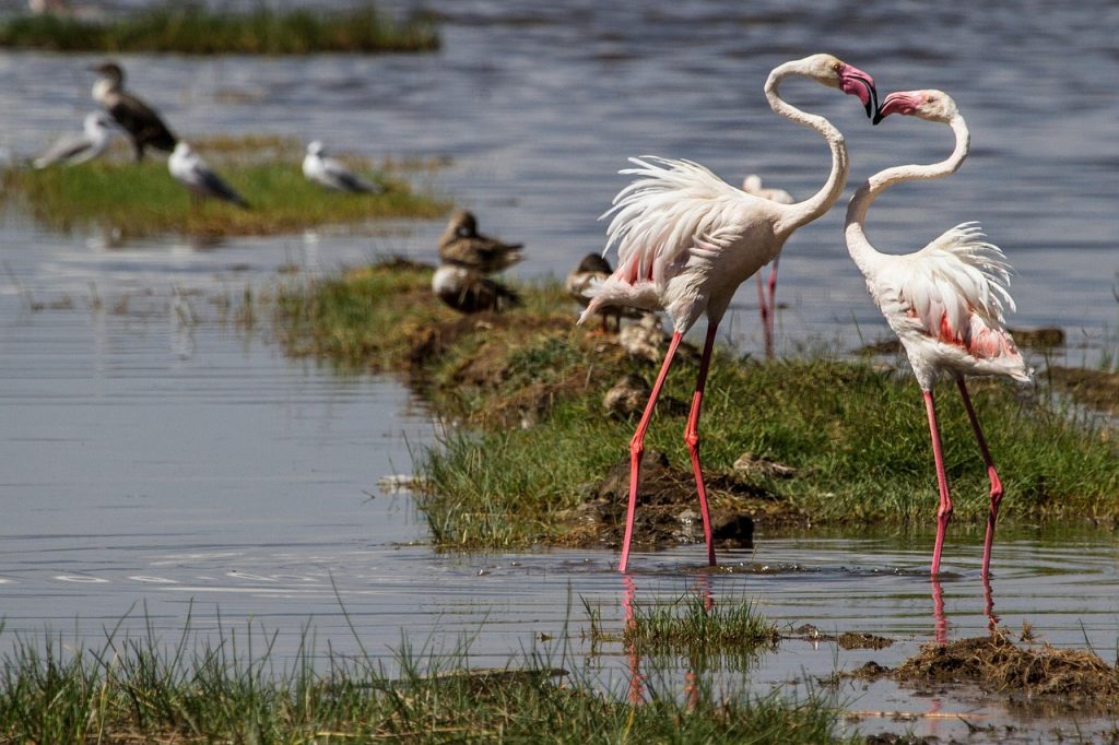 flamingos, birds, water bird, wildlife, pink flamingo, neck, animal group, pink, head, phoenicopteridae, screeching beak, beak, nature, africa, lake nakuru, national park, animal, safari, kenya, lake nakuru, lake nakuru, lake nakuru, lake nakuru, lake nakuru, kenya