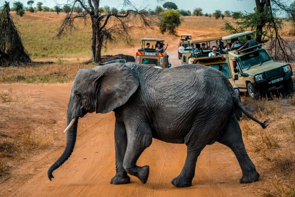 A majestic African elephant crosses a dirt road during a safari in Tanzania.