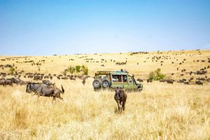 A safari jeep amidst the wildebeest migration in Maasai Mara, Kenya.
