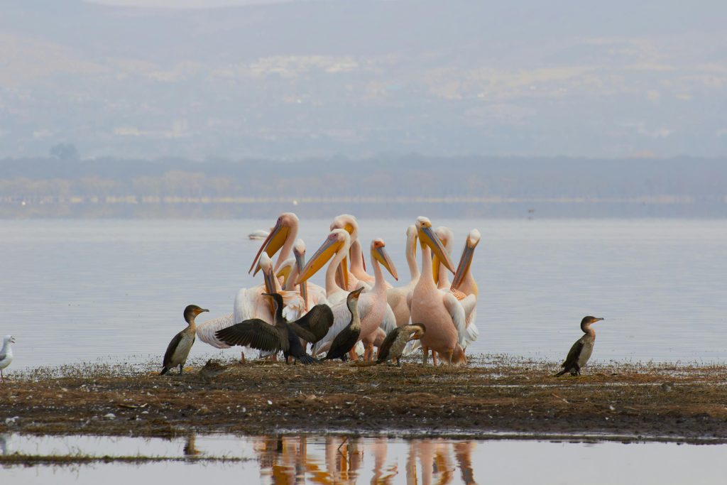 A serene scene of pelicans and cormorants gathered by the lakeside, showcasing birdlife harmony.